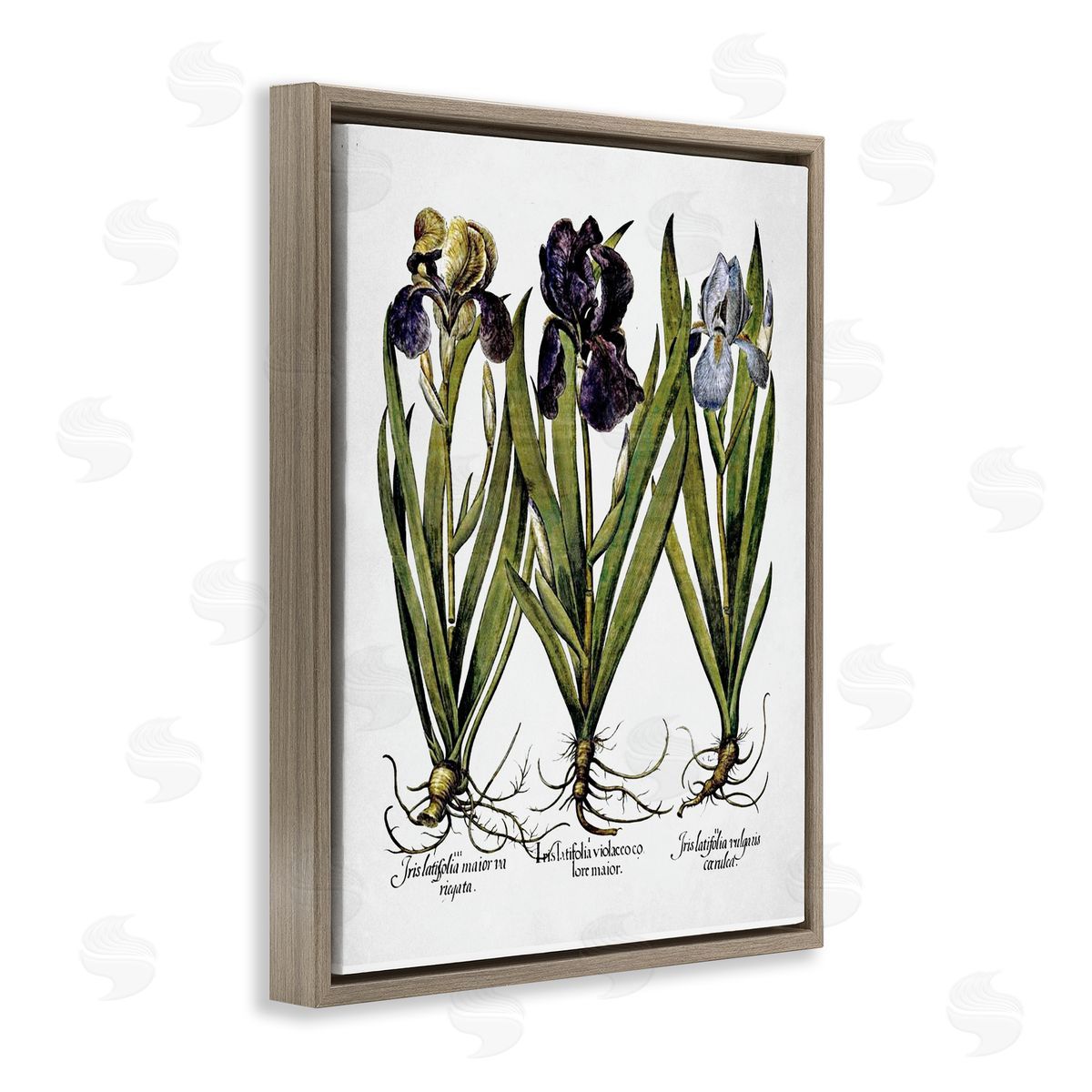 Vintage Iris Studies Brown Floating Frame Canvas Wall Art, Home Decor by Lettered and Lined