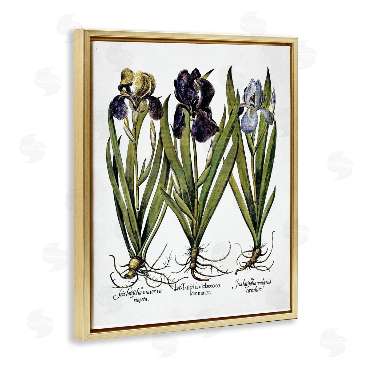 Vintage Iris Studies Gold Floating Frame Canvas Wall Art, Home Decor by Lettered and Lined