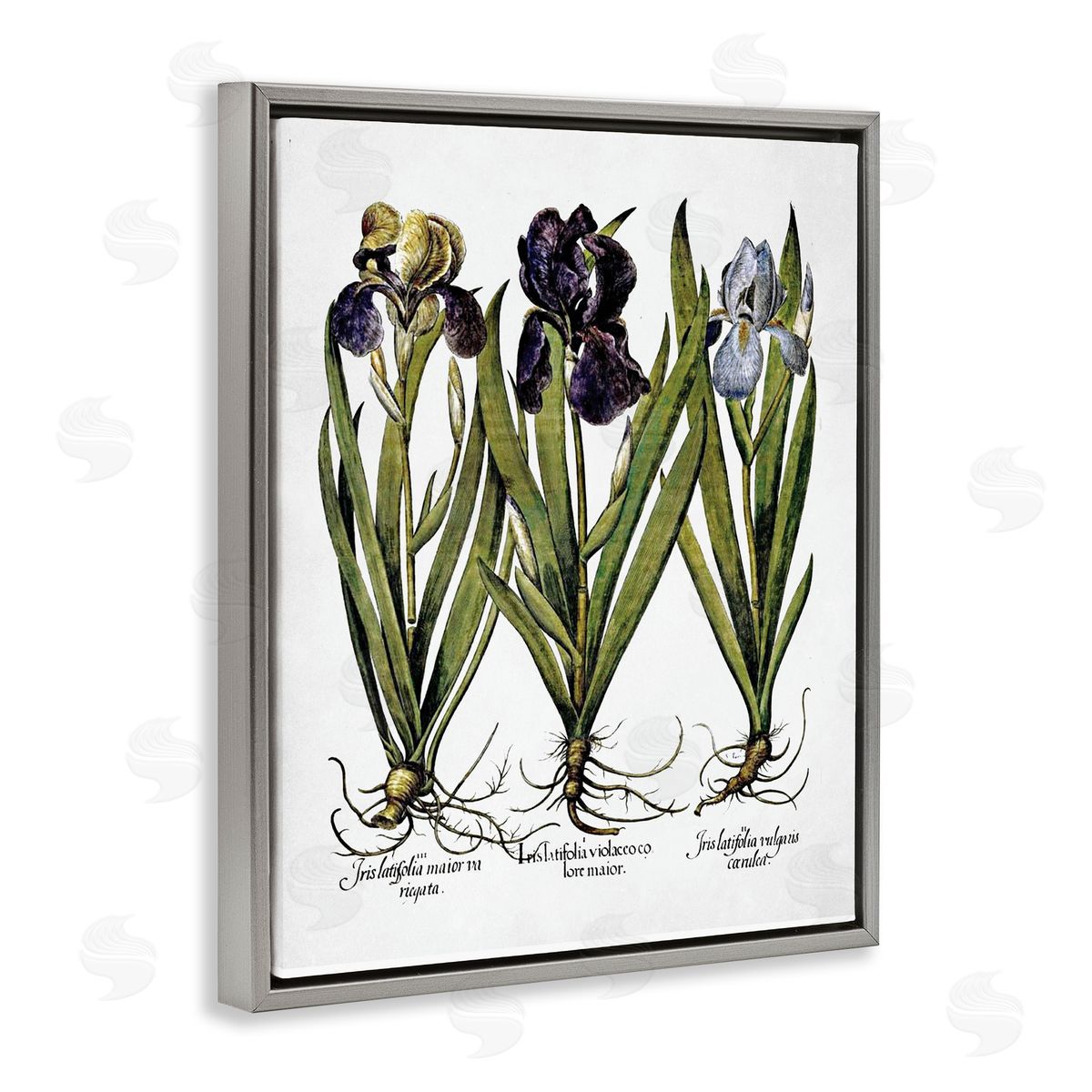 Vintage Iris Studies Grey Floating Frame Canvas Wall Art, Home Decor by Lettered and Lined