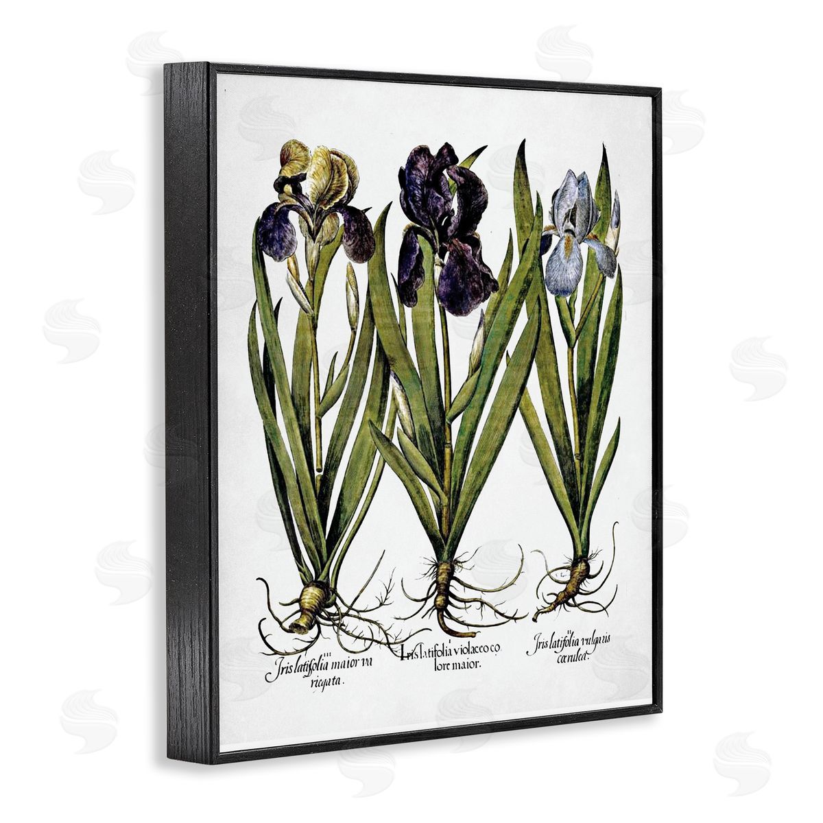 Vintage Iris Studies Black Frame Print Wall Art, Home Decor by Lettered and Lined