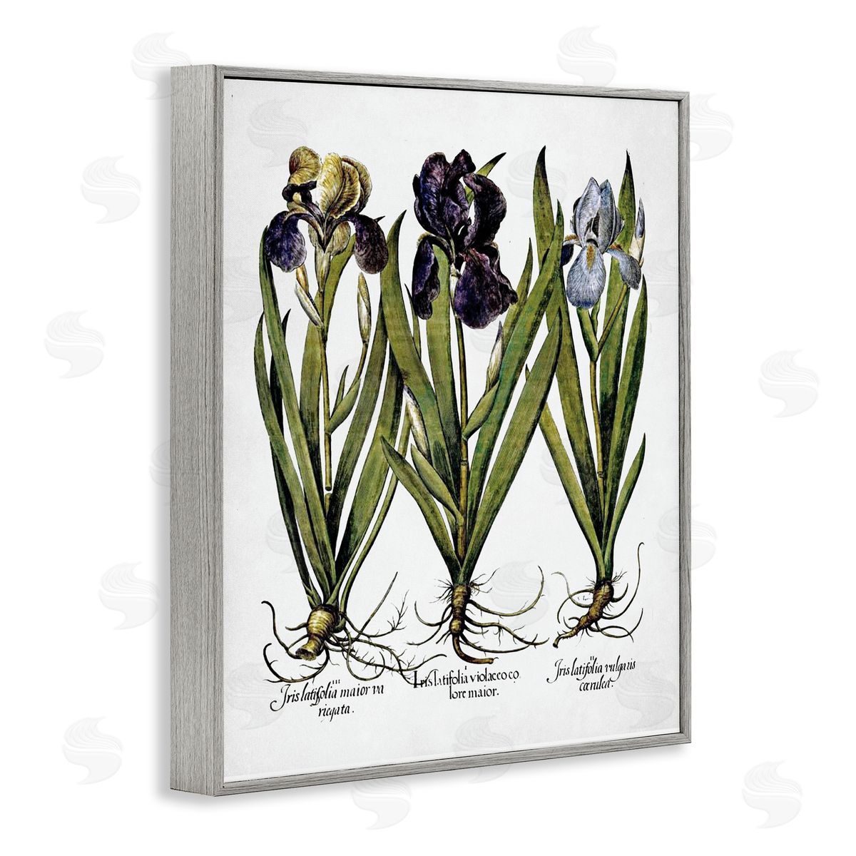 Vintage Iris Studies Grey Frame Print Wall Art, Home Decor by Lettered and Lined