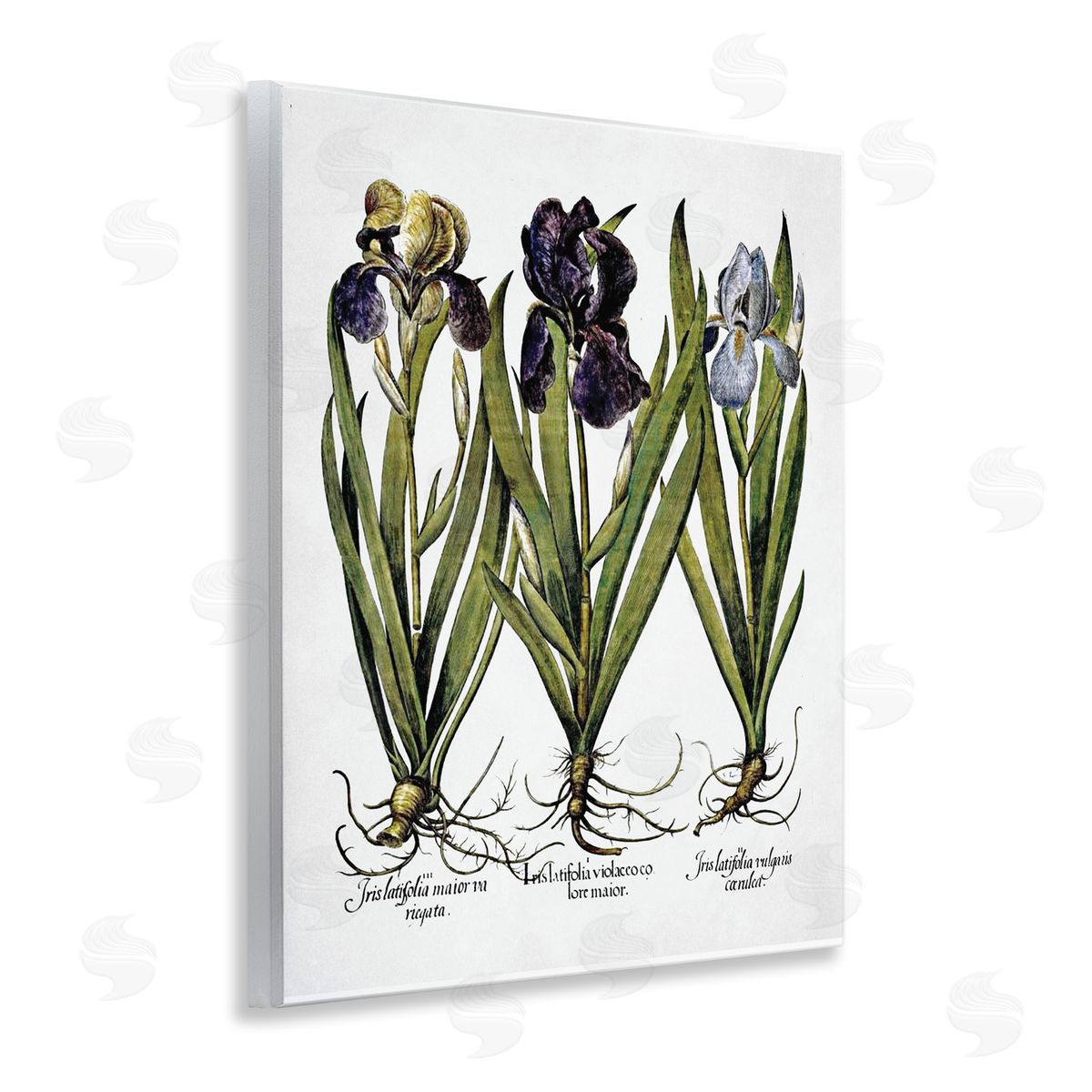 Vintage Iris Studies Wood Plaque Wall Art, Home Decor by Lettered and Lined