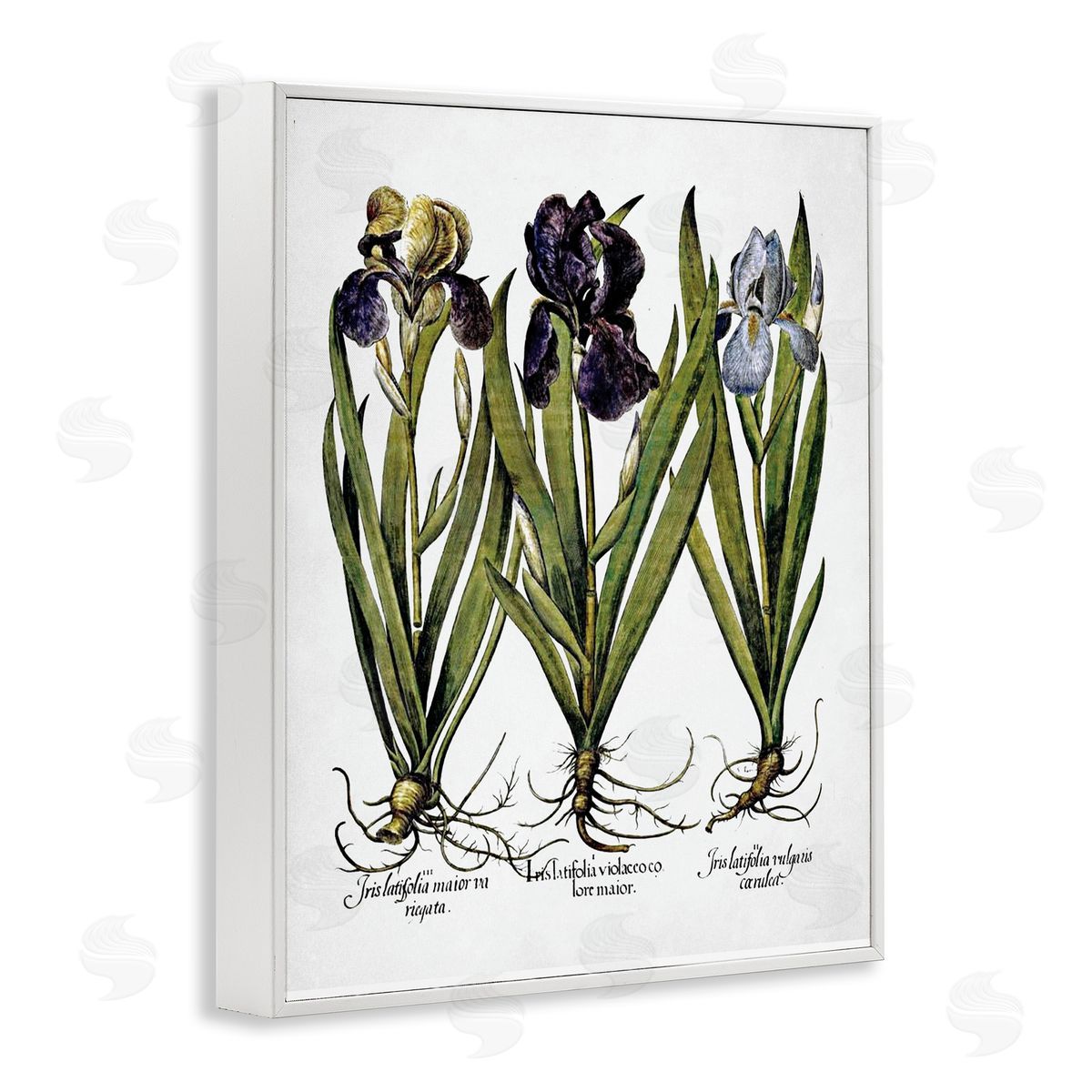 Vintage Iris Studies White Frame Print Wall Art, Home Decor by Lettered and Lined