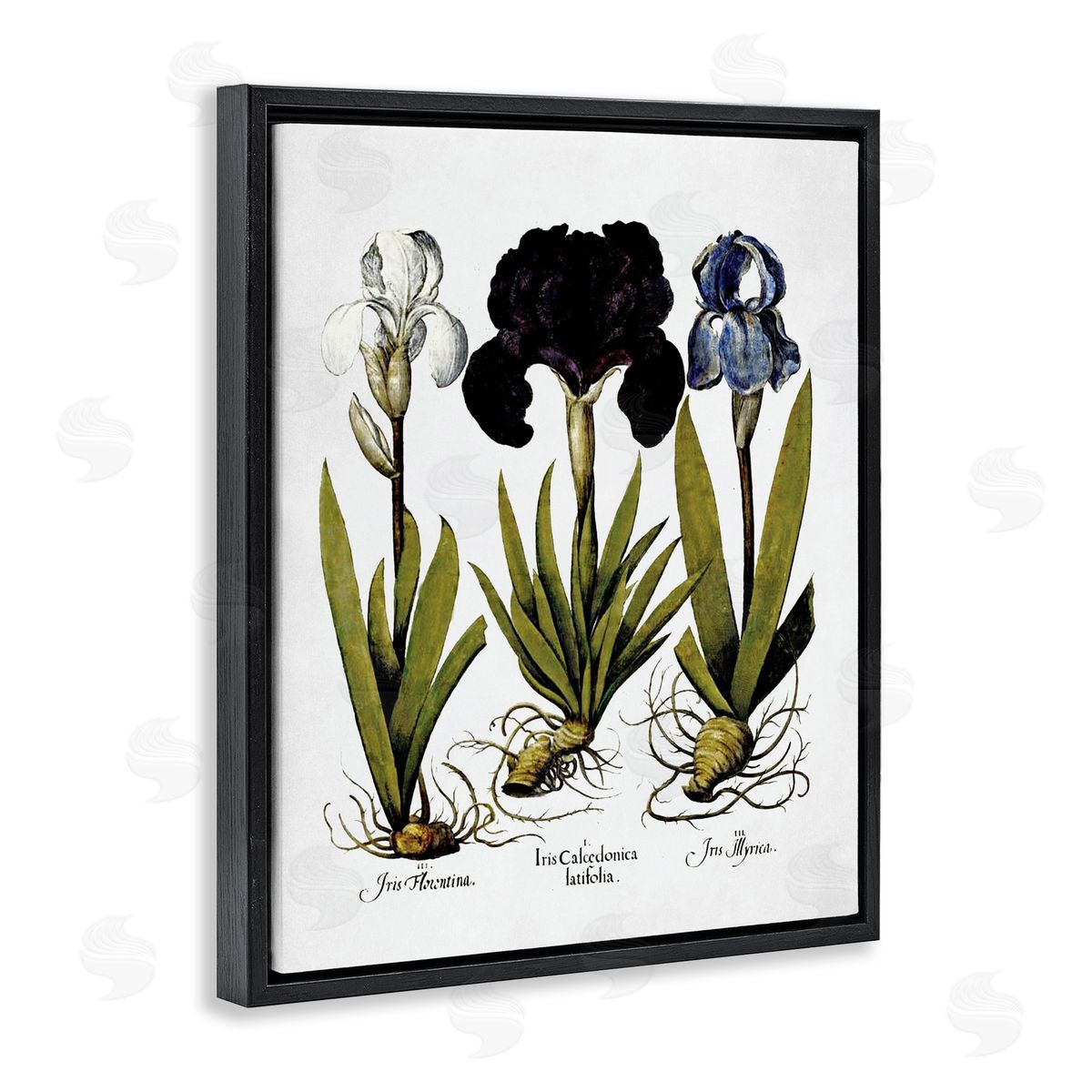 Vintage Iris Flowers Black Floating Frame Canvas Wall Art, Home Decor by Lettered and Lined
