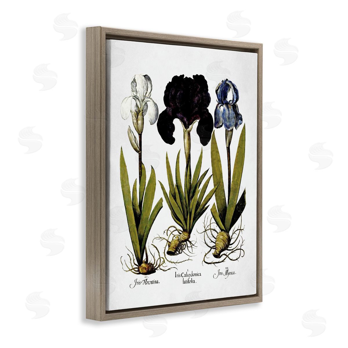 Vintage Iris Flowers Brown Floating Frame Canvas Wall Art, Home Decor by Lettered and Lined