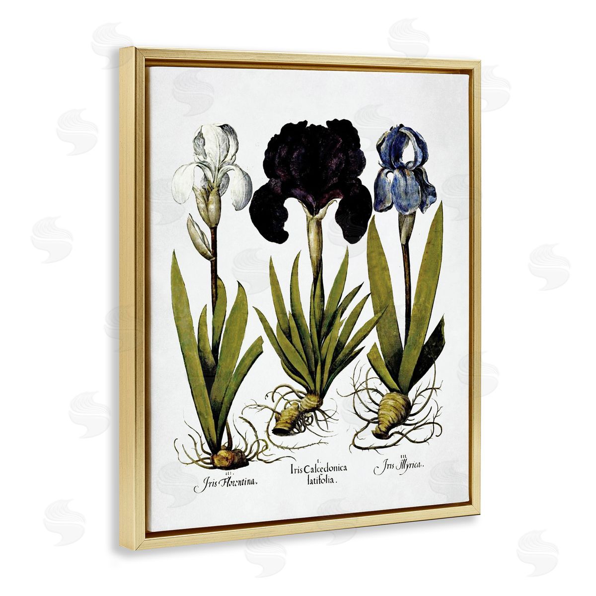 Vintage Iris Flowers Gold Floating Frame Canvas Wall Art, Home Decor by Lettered and Lined