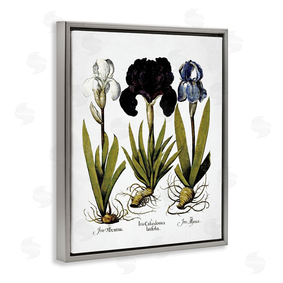 Vintage Iris Flowers Grey Floating Frame Canvas Wall Art, Home Decor by Lettered and Lined