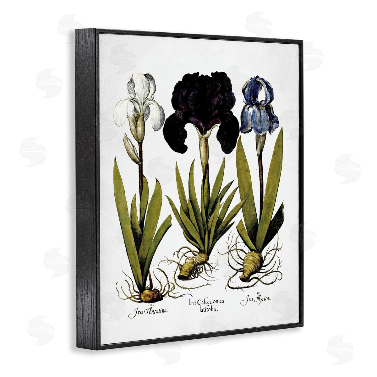 Vintage Iris Flowers Black Frame Print Wall Art, Home Decor by Lettered and Lined