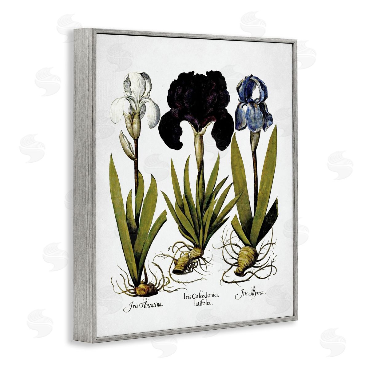 Vintage Iris Flowers Grey Frame Print Wall Art, Home Decor by Lettered and Lined