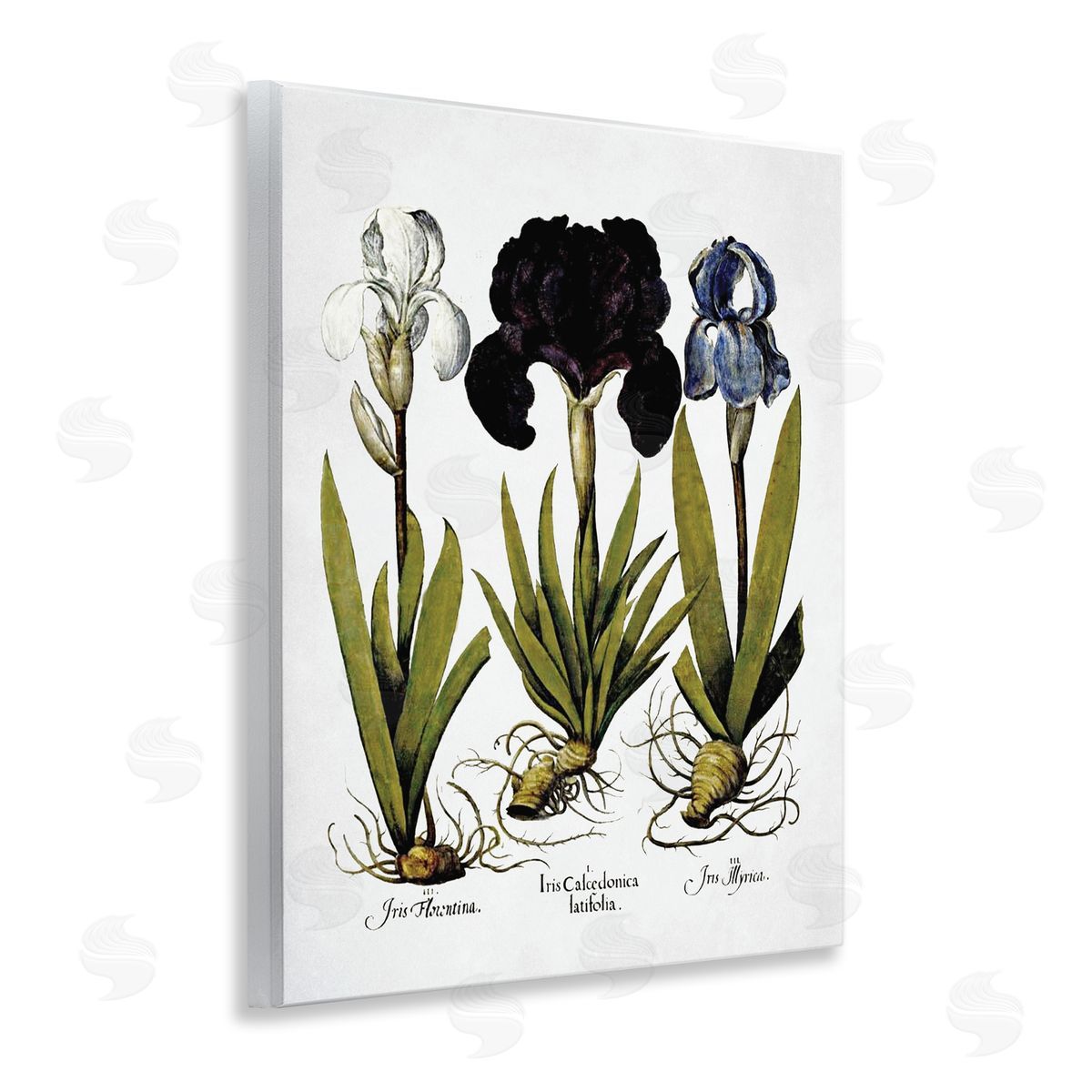 Vintage Iris Flowers Wood Plaque Wall Art, Home Decor by Lettered and Lined