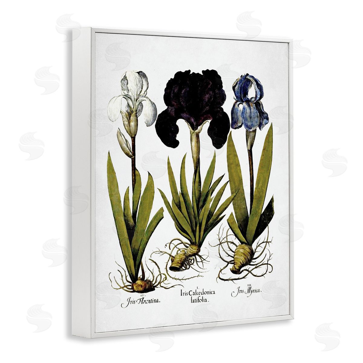 Vintage Iris Flowers White Frame Print Wall Art, Home Decor by Lettered and Lined