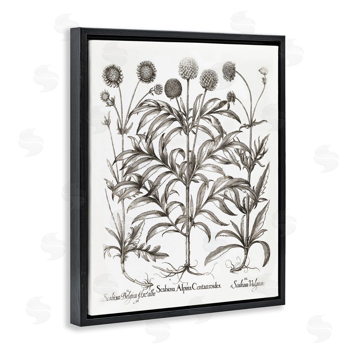 Scientific Vintage Flowers Black Floating Frame Canvas Wall Art, Home Decor by Lettered and Lined