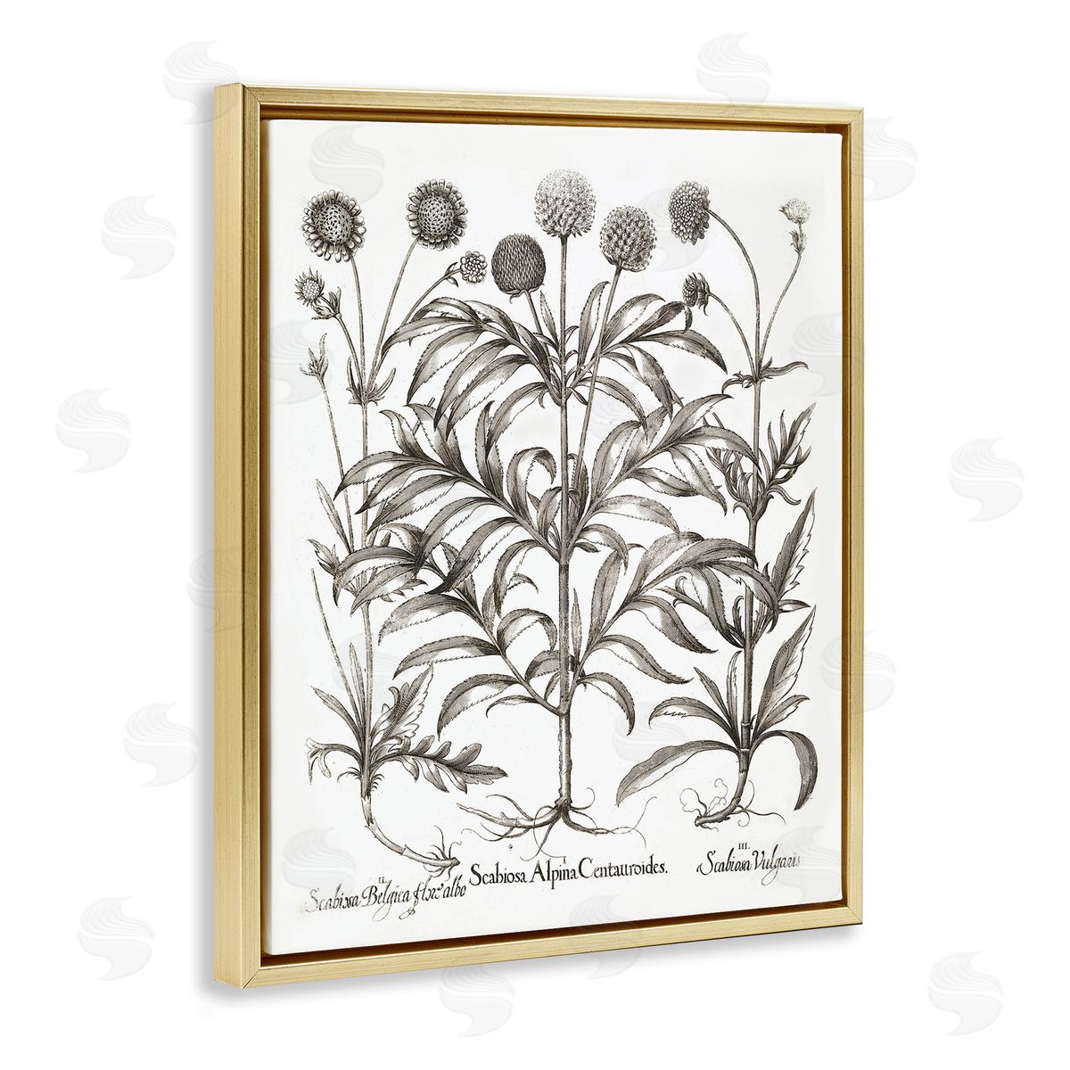Scientific Vintage Flowers Gold Floating Frame Canvas Wall Art, Home Decor by Lettered and Lined