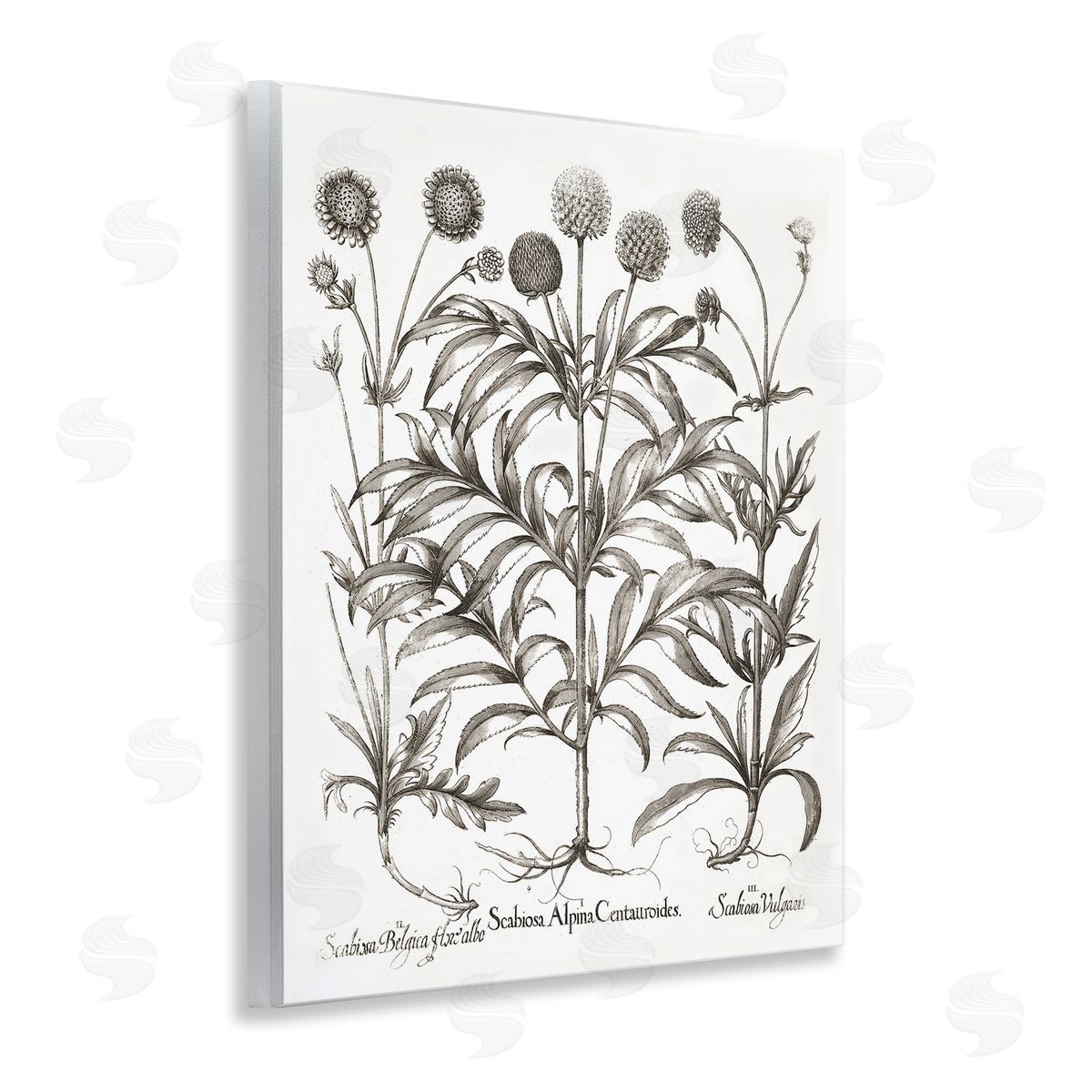 Scientific Vintage Flowers Wood Plaque Wall Art, Home Decor by Lettered and Lined
