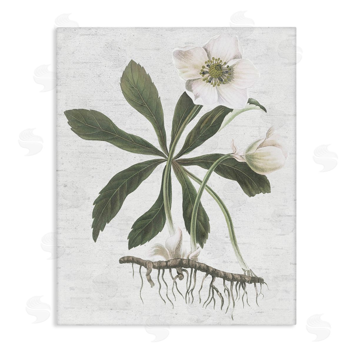 Magnolia Flower Study Canvas Wall Art, Home Decor by Lettered and Lined