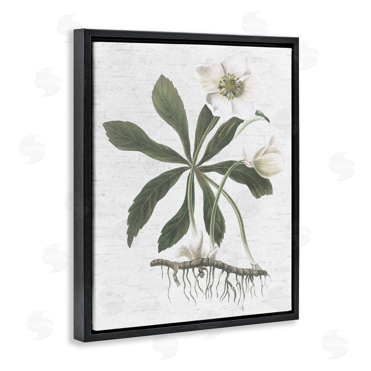 Magnolia Flower Study Black Floating Frame Canvas Wall Art, Home Decor by Lettered and Lined