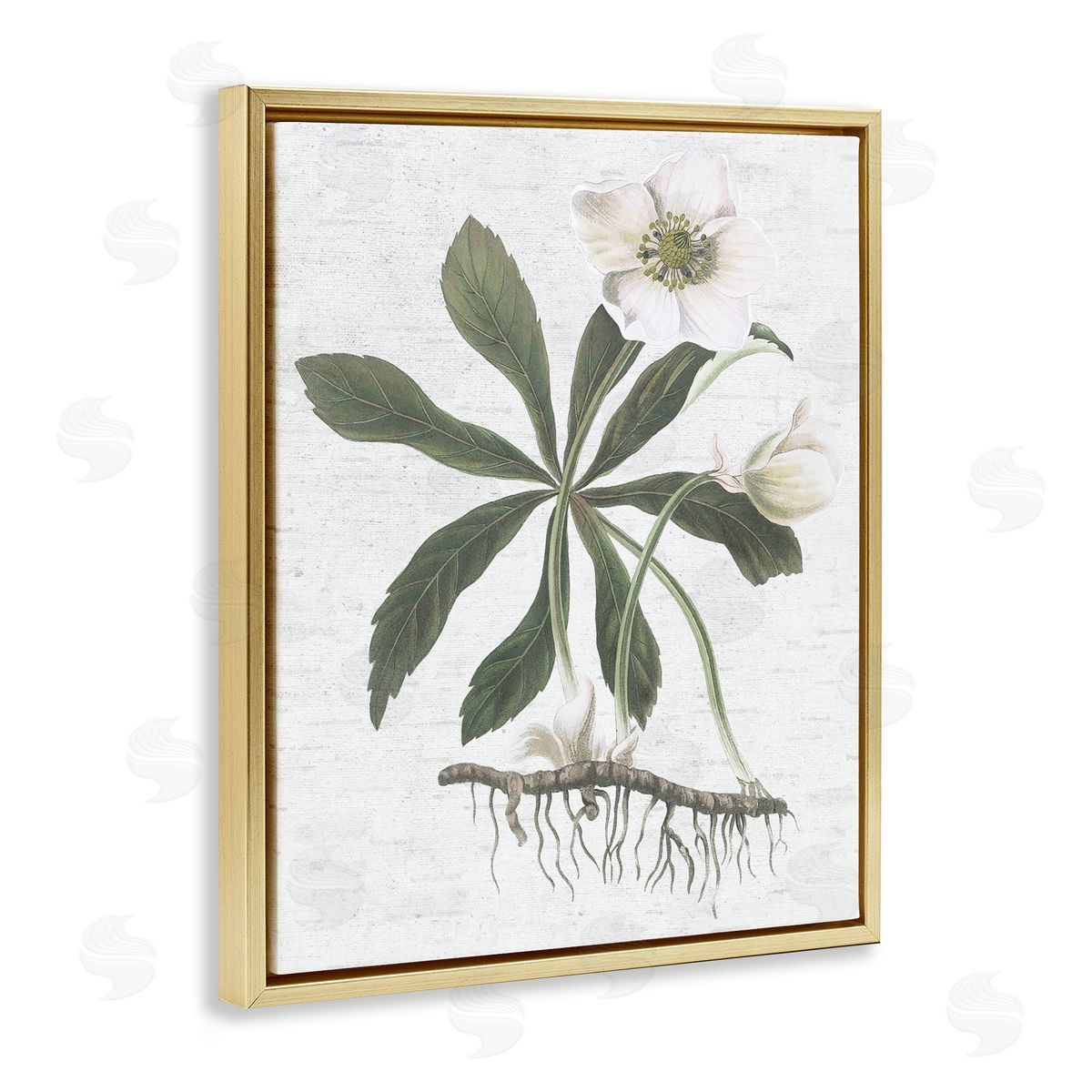 Magnolia Flower Study Gold Floating Frame Canvas Wall Art, Home Decor by Lettered and Lined