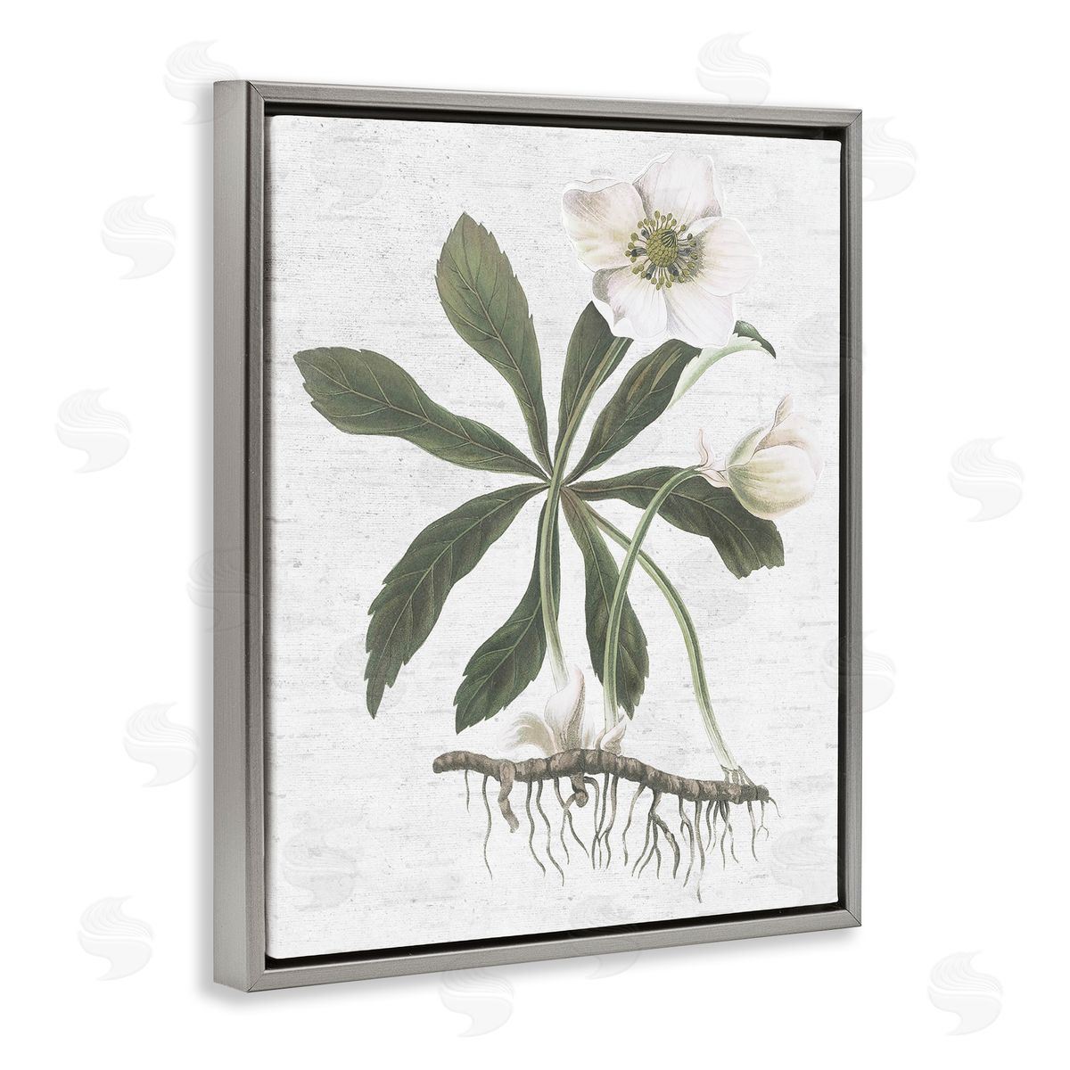 Magnolia Flower Study Grey Floating Frame Canvas Wall Art, Home Decor by Lettered and Lined