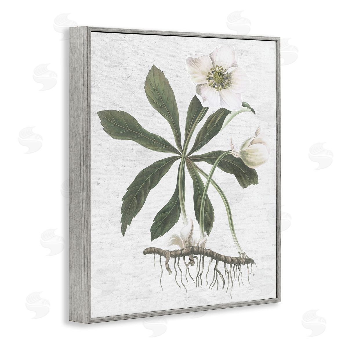 Magnolia Flower Study Grey Frame Print Wall Art, Home Decor by Lettered and Lined