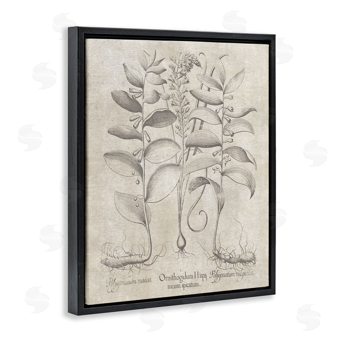 Vintage Botanical Herb Black Floating Frame Canvas Wall Art, Home Decor by Lettered and Lined