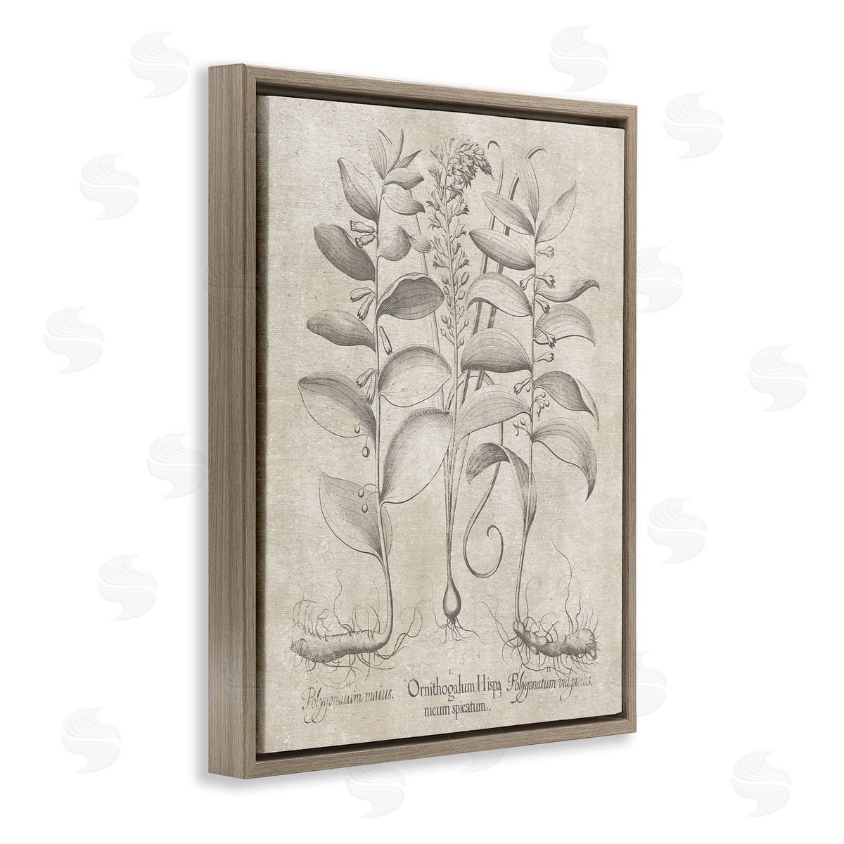 Vintage Botanical Herb Brown Floating Frame Canvas Wall Art, Home Decor by Lettered and Lined