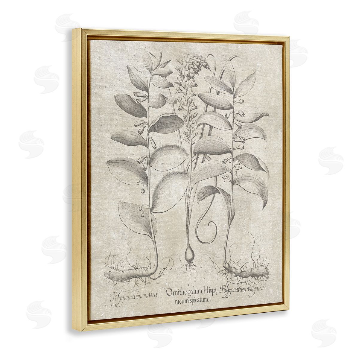 Vintage Botanical Herb Gold Floating Frame Canvas Wall Art, Home Decor by Lettered and Lined