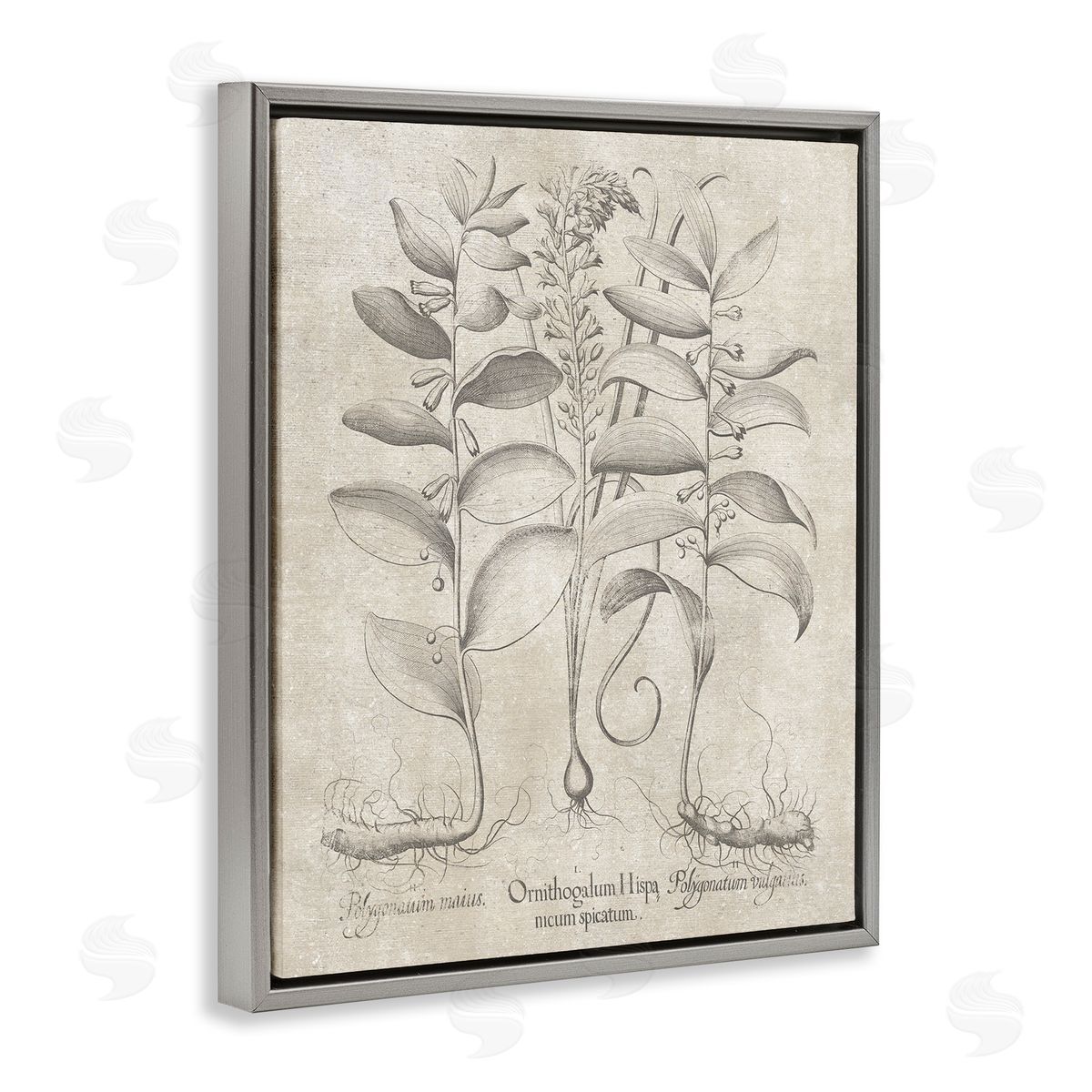 Vintage Botanical Herb Grey Floating Frame Canvas Wall Art, Home Decor by Lettered and Lined