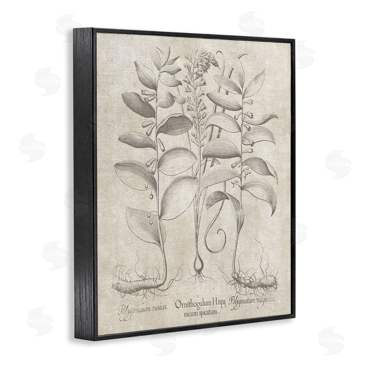 Vintage Botanical Herb Black Frame Print Wall Art, Home Decor by Lettered and Lined