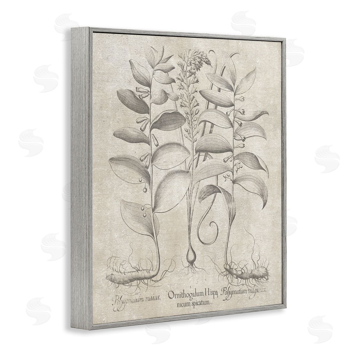Vintage Botanical Herb Grey Frame Print Wall Art, Home Decor by Lettered and Lined