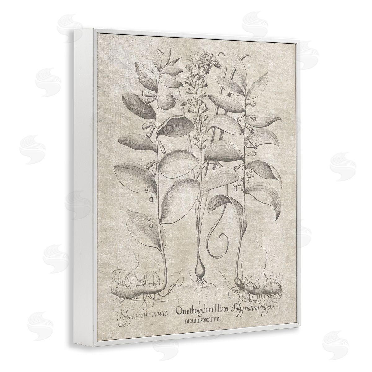 Vintage Botanical Herb White Frame Print Wall Art, Home Decor by Lettered and Lined
