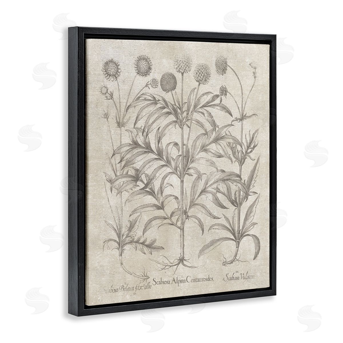 Vintage Plant Life Black Floating Frame Canvas Wall Art, Home Decor by Lettered and Lined