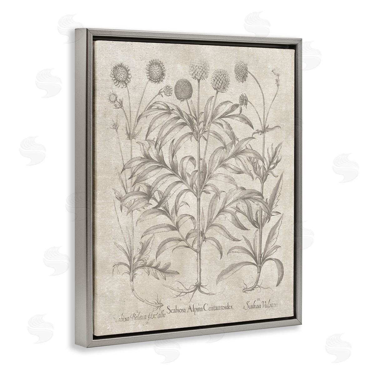 Vintage Plant Life Grey Floating Frame Canvas Wall Art, Home Decor by Lettered and Lined