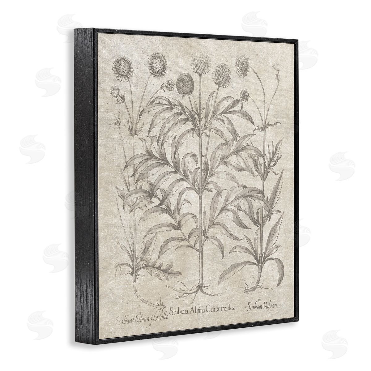 Vintage Plant Life Black Frame Print Wall Art, Home Decor by Lettered and Lined