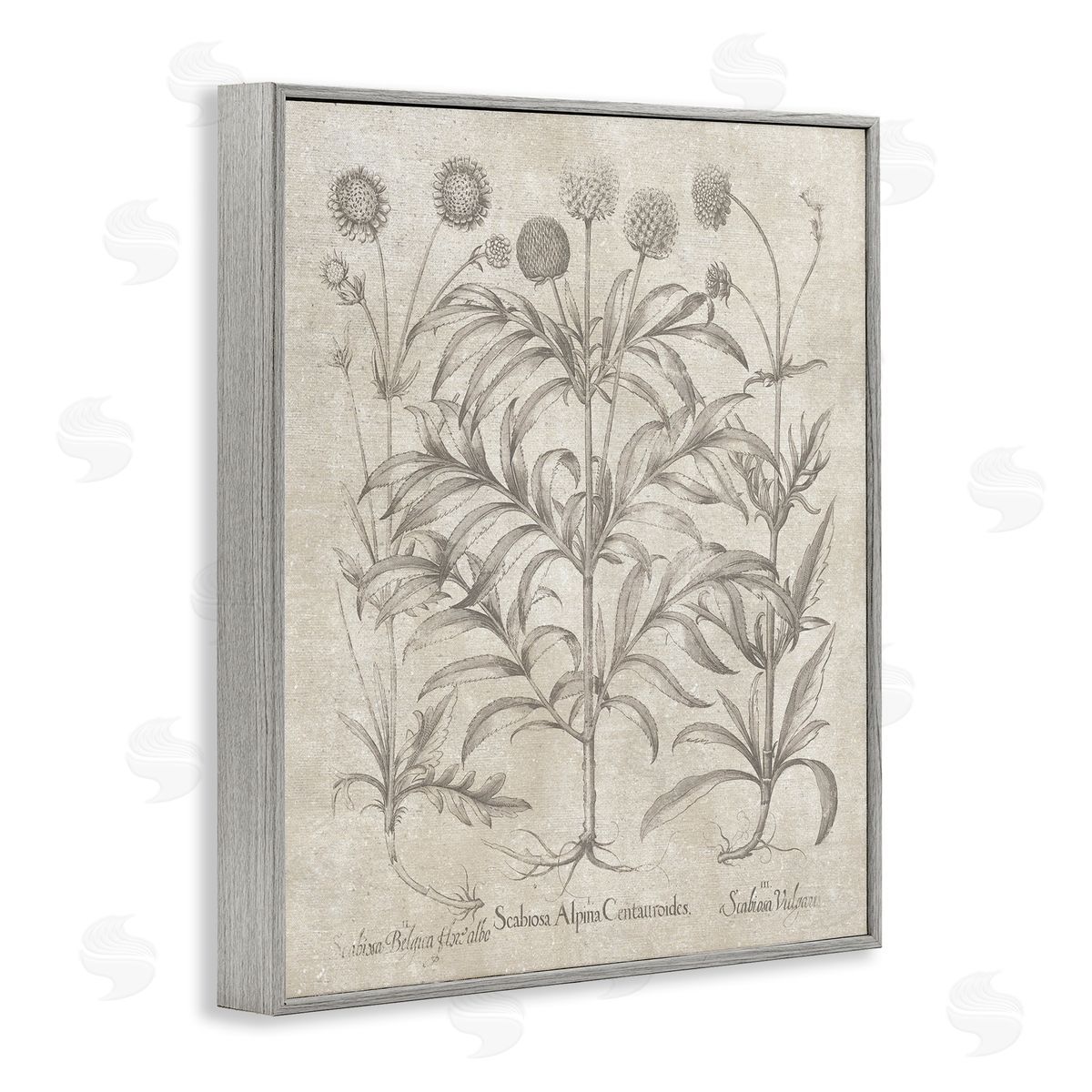 Vintage Plant Life Grey Frame Print Wall Art, Home Decor by Lettered and Lined