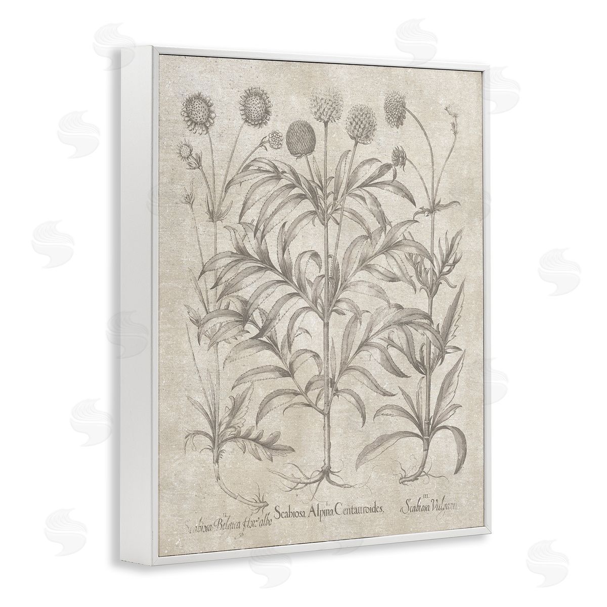 Vintage Plant Life White Frame Print Wall Art, Home Decor by Lettered and Lined