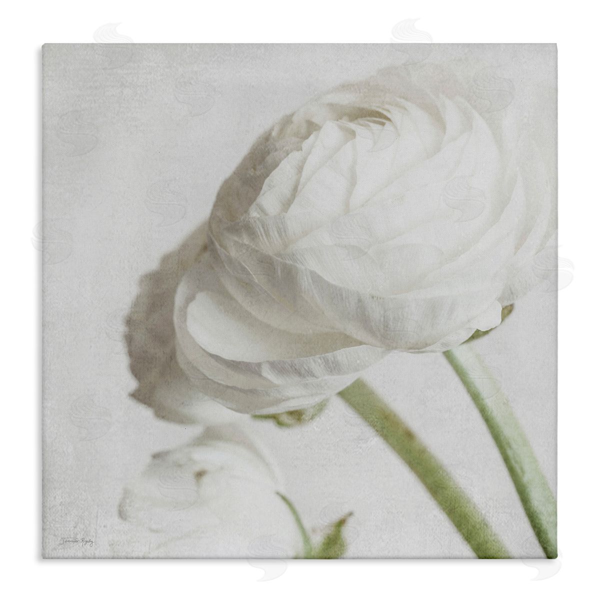 Charming White Peony Canvas Wall Art, Home Decor by Jennifer Rigsby