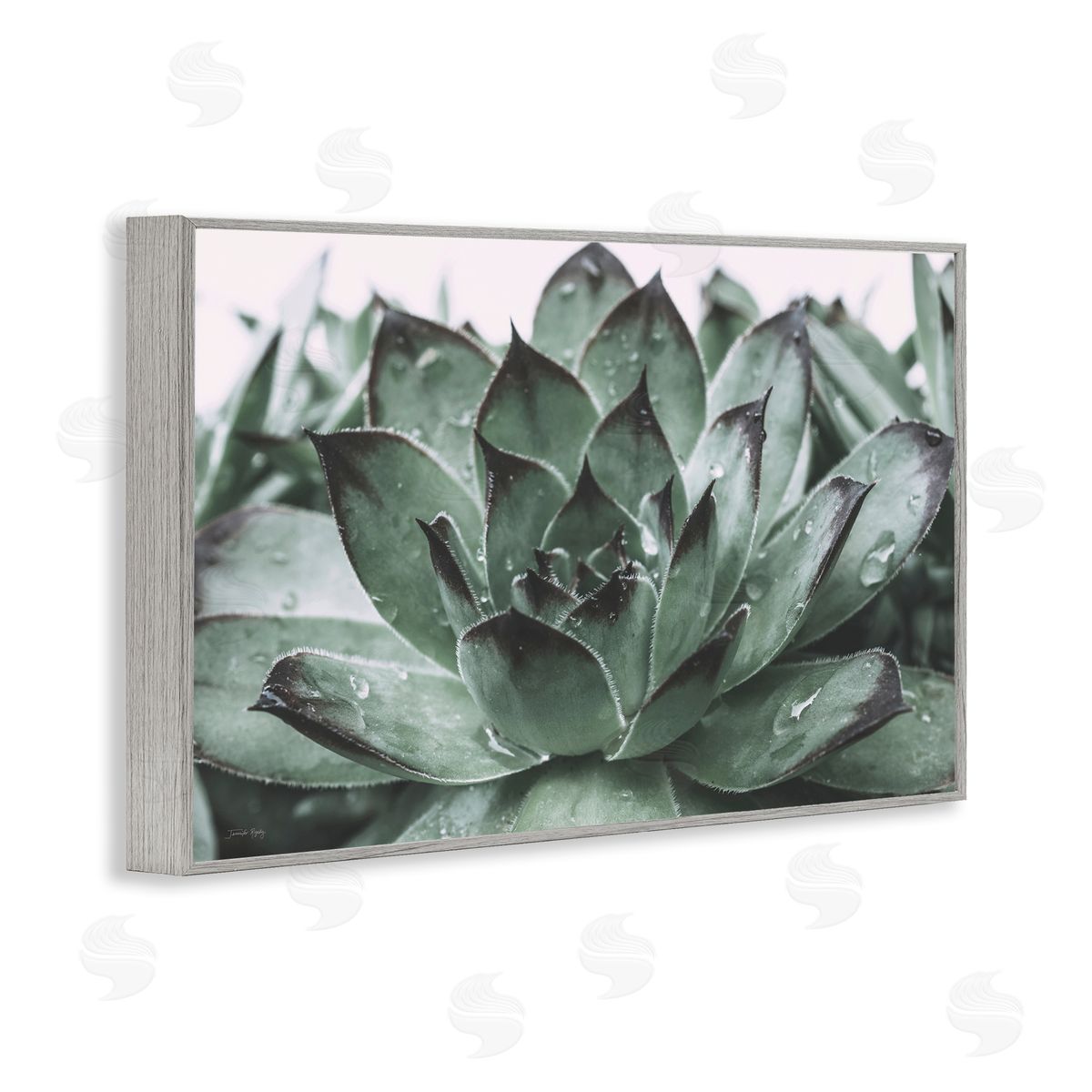Jennifer Rigsby Succulent with Rain Droplets Gray Framed Giclee Wall Art Print