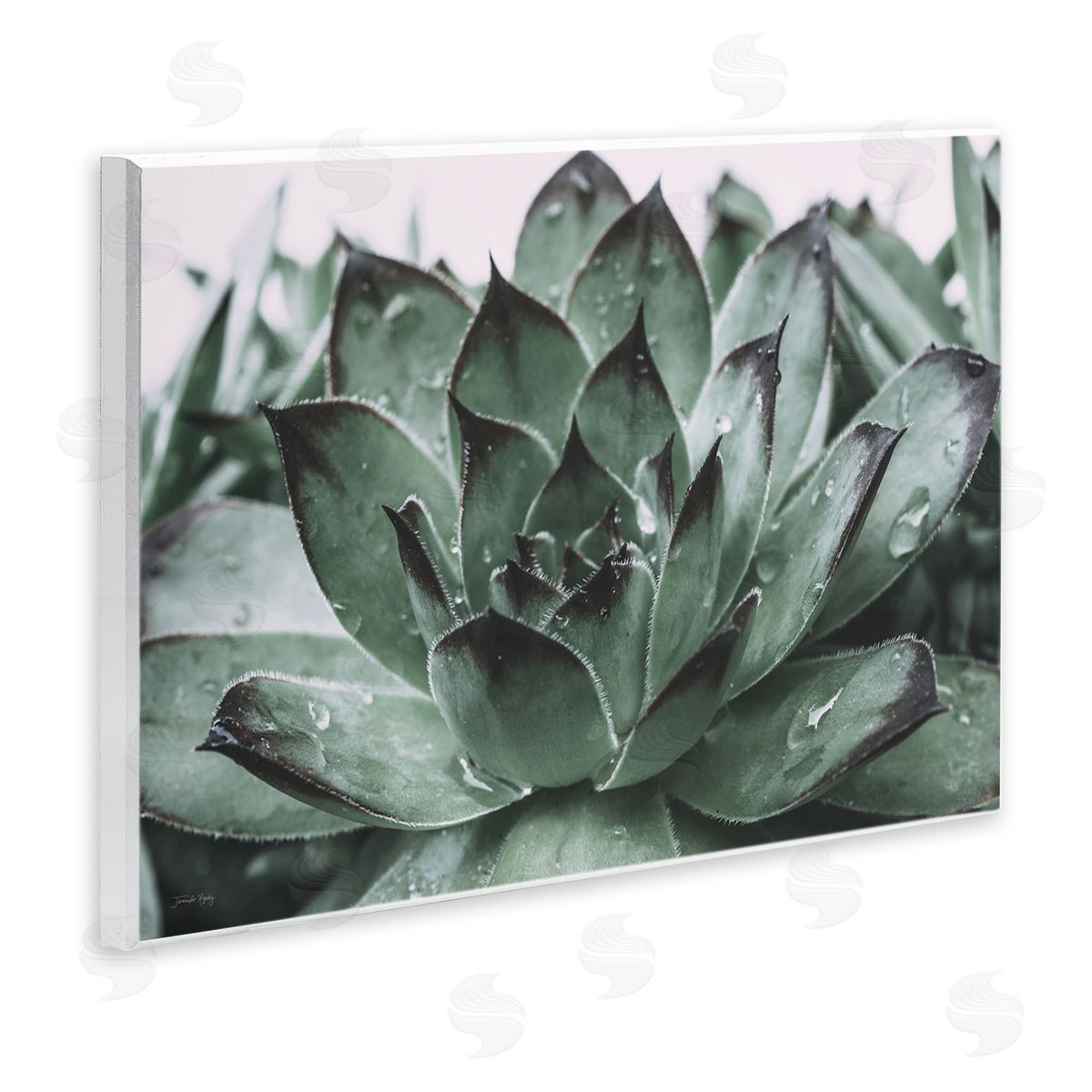 Jennifer Rigsby Succulent with Rain Droplets Wooden Wall Plaque Art Print