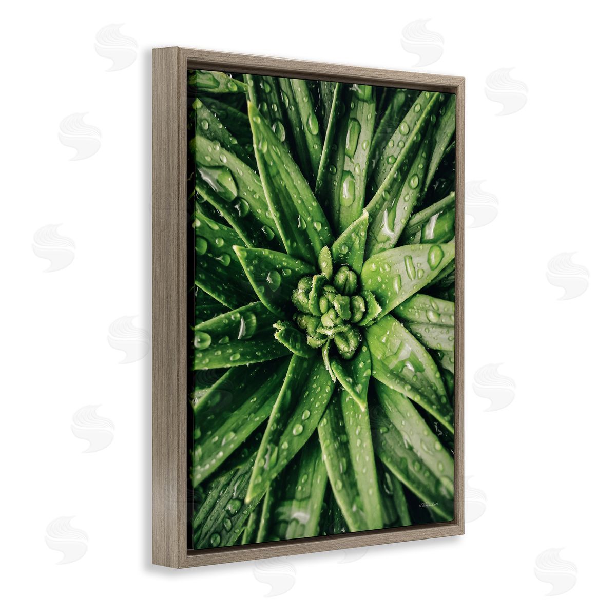 Succulent in Rain Brown Floating Frame Canvas Wall Art, Home Decor by Susan Ball