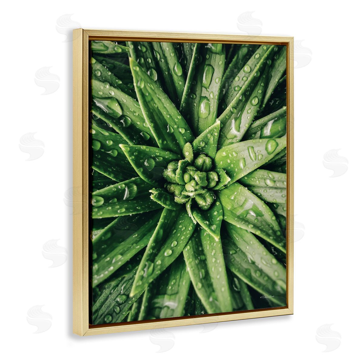 Succulent in Rain Gold Floating Frame Canvas Wall Art, Home Decor by Susan Ball