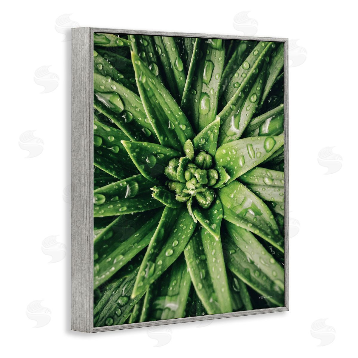 Succulent in Rain Grey Frame Print Wall Art, Home Decor by Susan Ball
