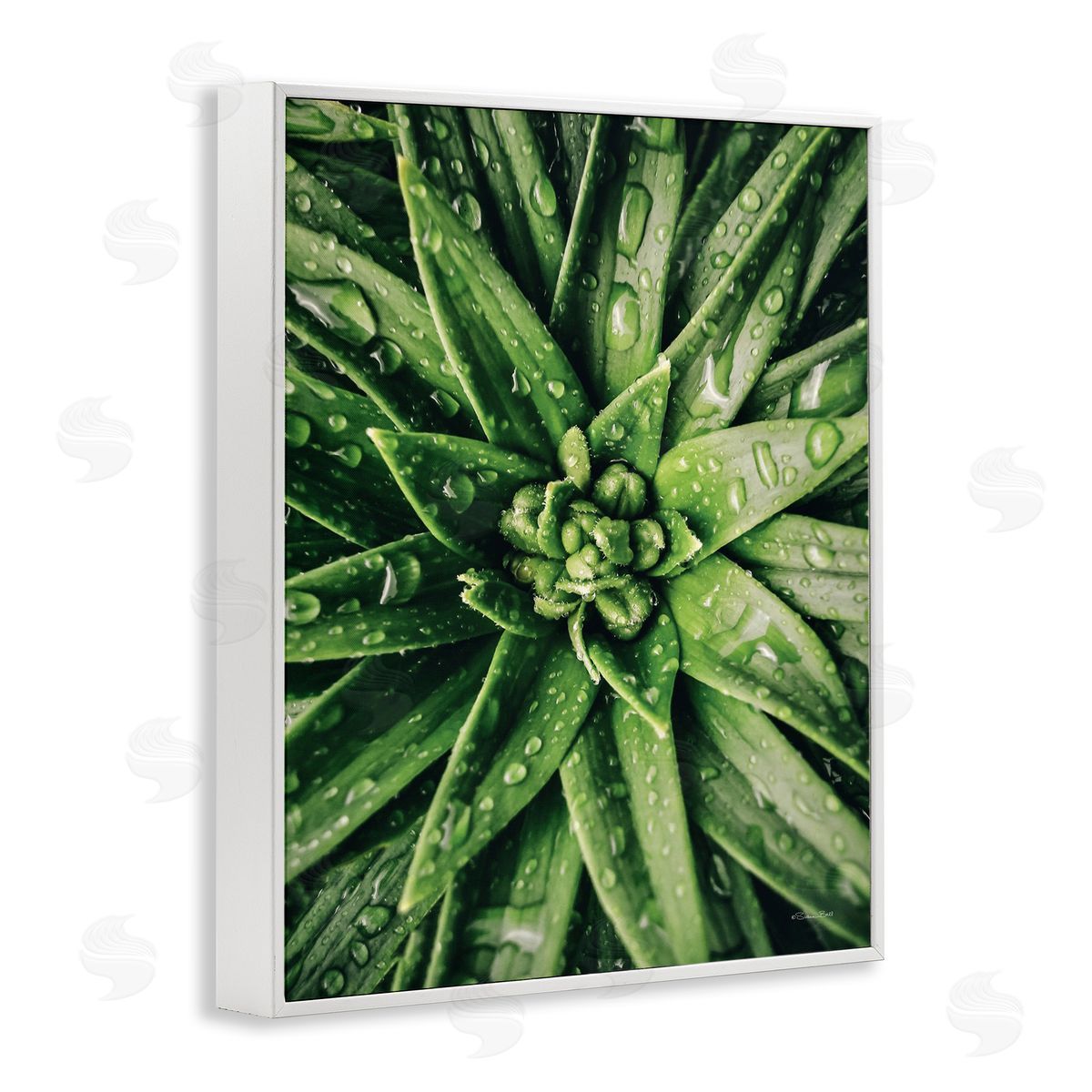 Succulent in Rain White Frame Print Wall Art, Home Decor by Susan Ball