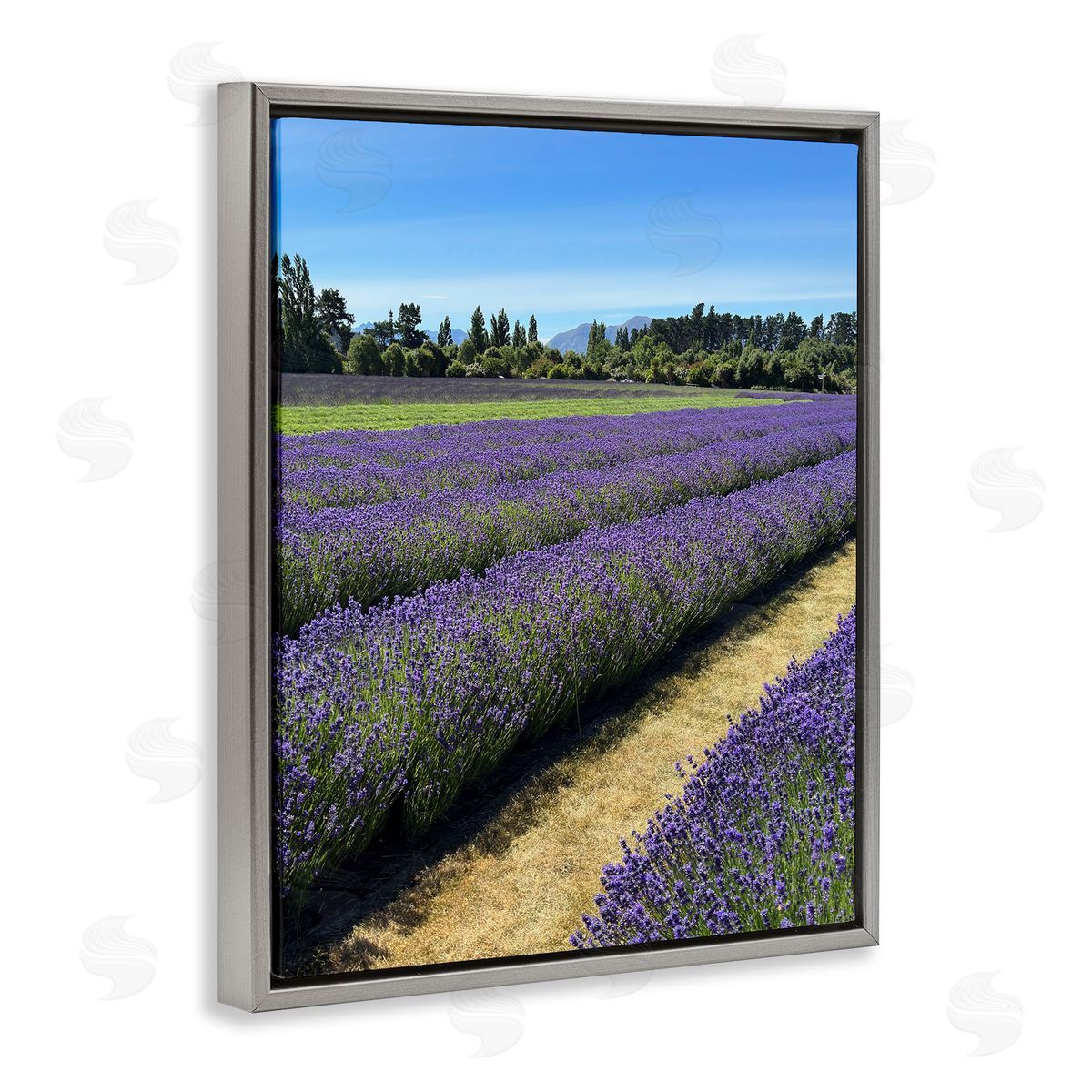Lavender Path Landscape Grey Floating Frame Canvas Wall Art, Home Decor by Kali Wilson