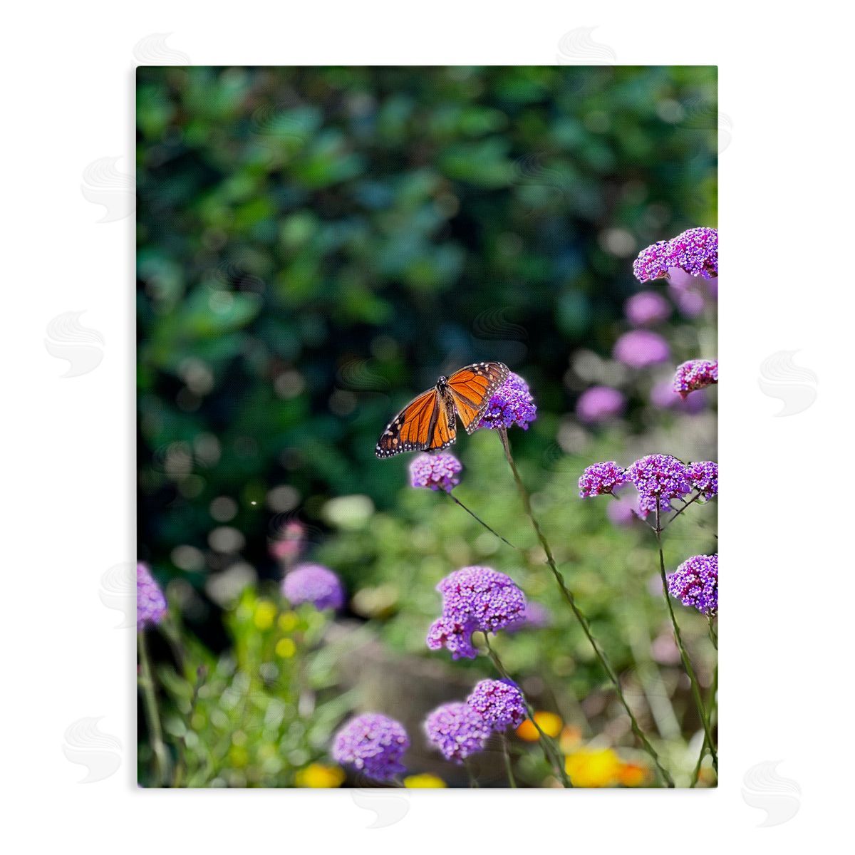 Butterfly in Meadow Canvas Wall Art, Home Decor by Kali Wilson