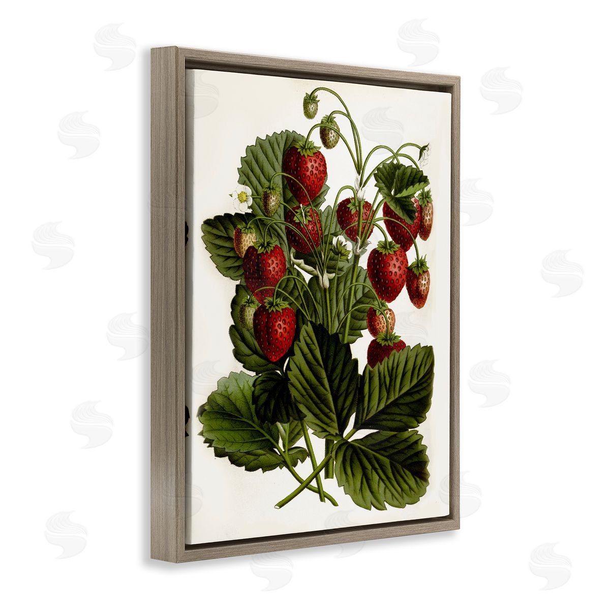 Strawberry Plant Study Brown Floating Frame Canvas Wall Art, Home Decor by Lettered and Lined