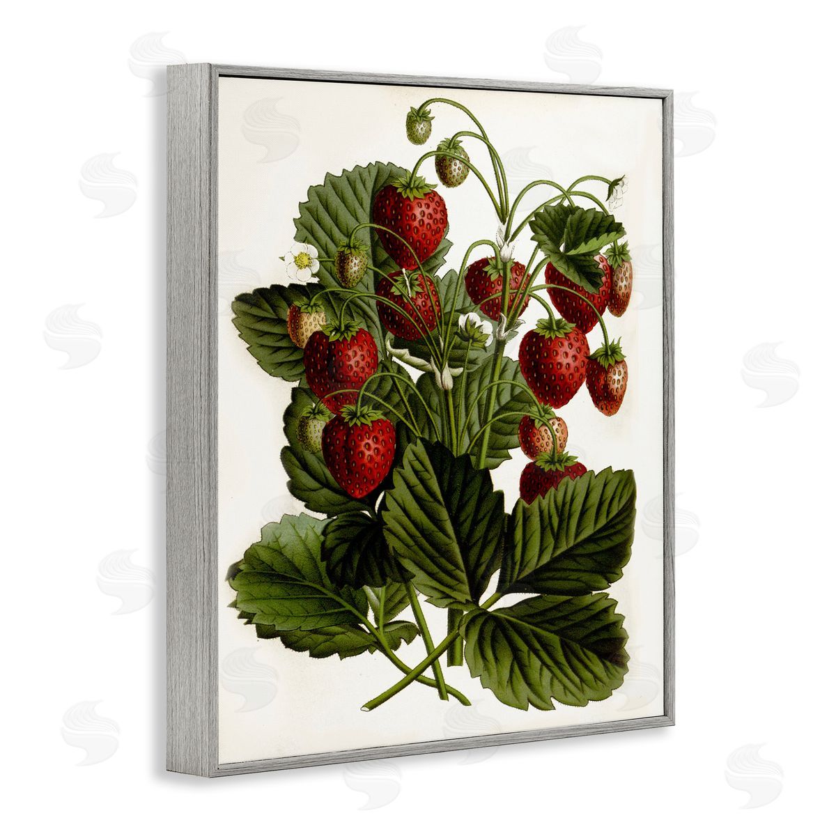 Strawberry Plant Study Grey Frame Print Wall Art, Home Decor by Lettered and Lined