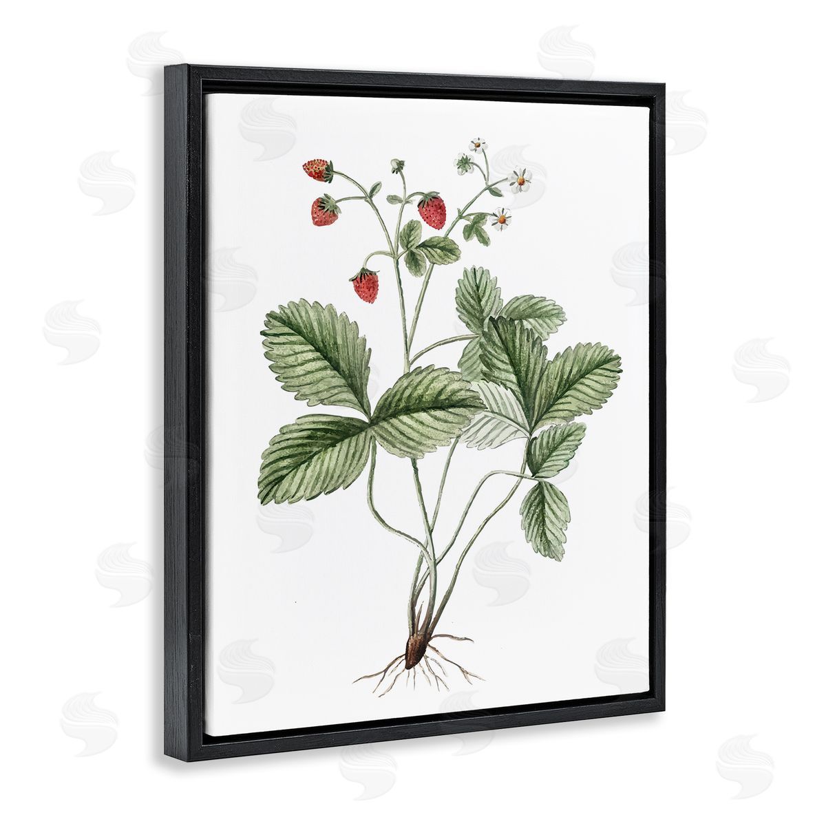 Budding Strawberries Study Black Floating Frame Canvas Wall Art, Home Decor by Lettered and Lined