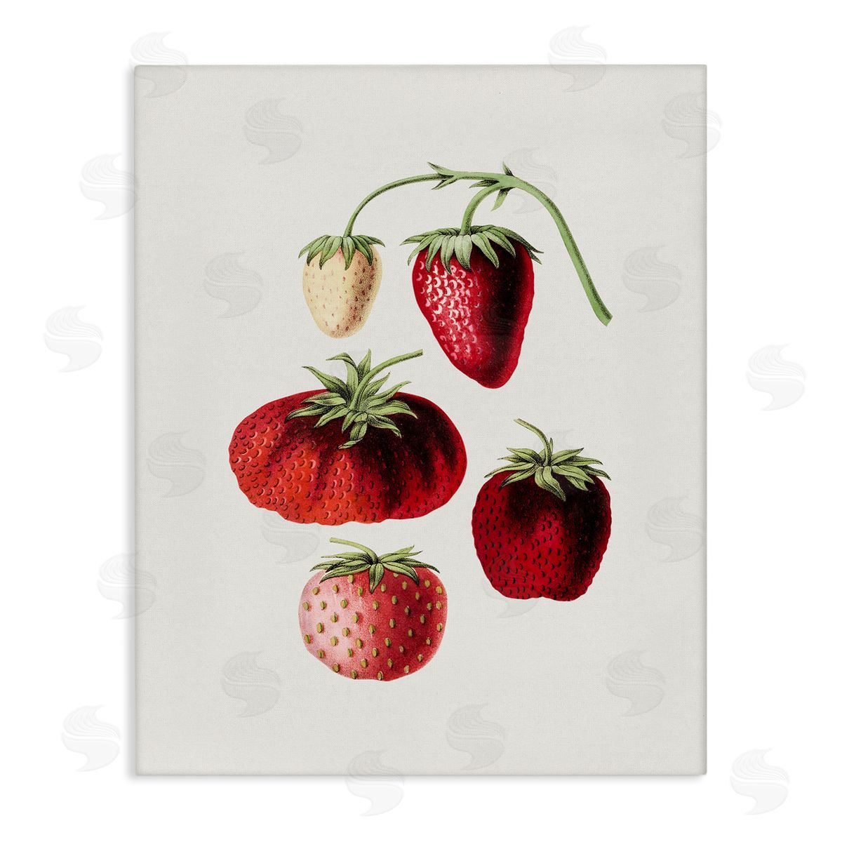 Natural Berries Study Canvas Wall Art, Home Decor by Lettered and Lined