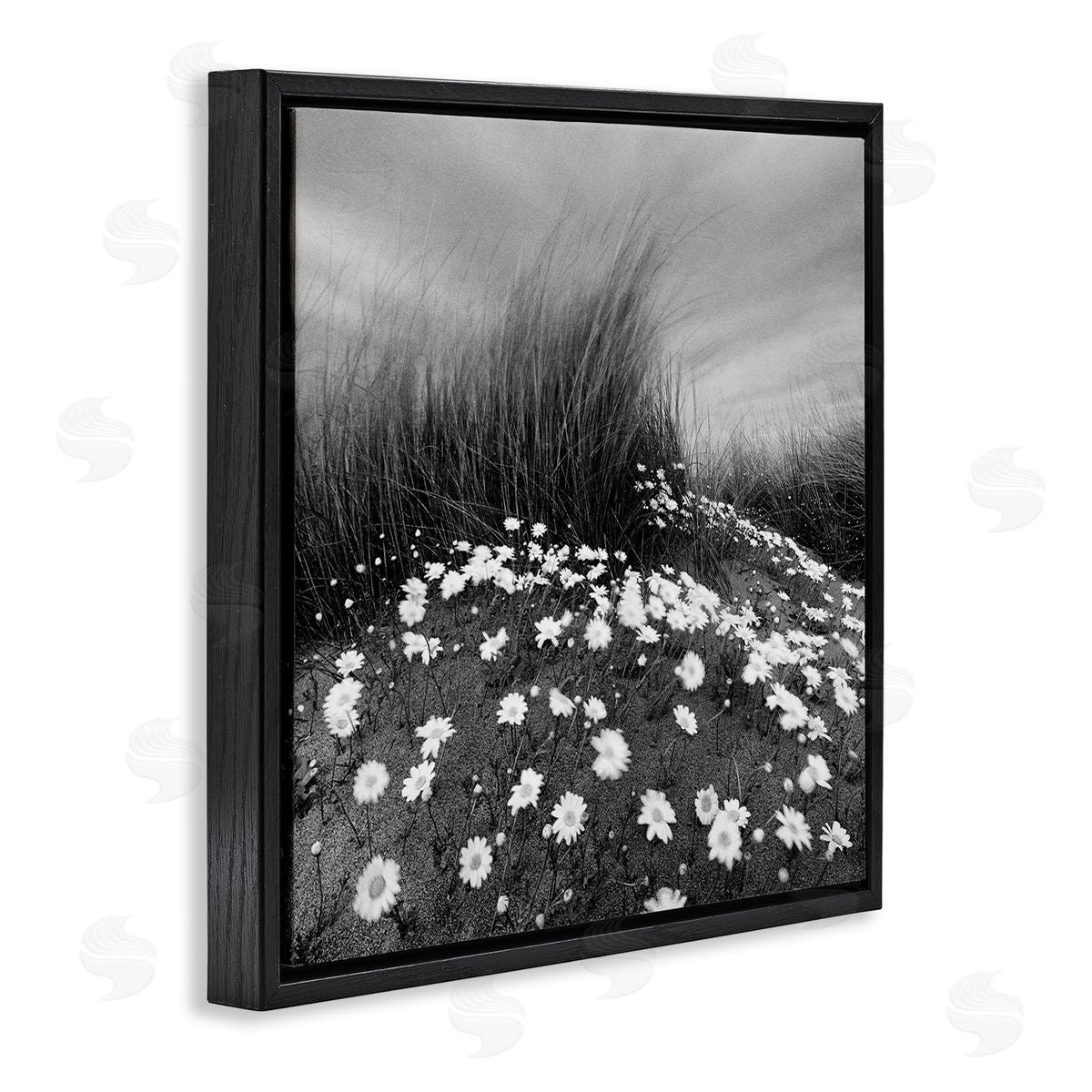 Sand Daisies on Hill Black Floating Frame Canvas Wall Art, Home Decor by Chip Forelli