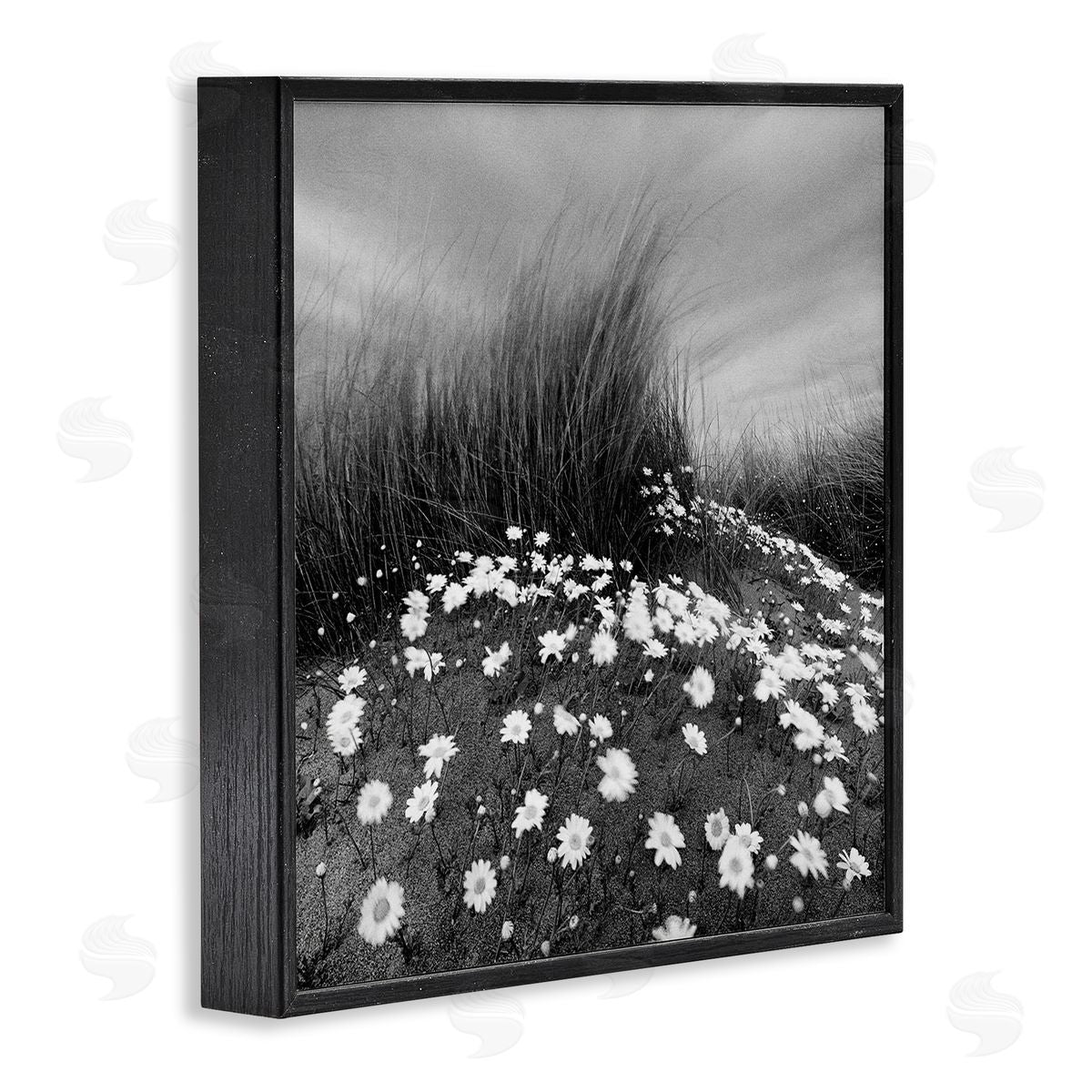 Sand Daisies on Hill Black Frame Print Wall Art, Home Decor by Chip Forelli